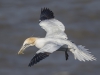 Gannet - Yorkshire