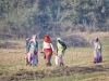 Keoladeo Bird Sanctuary - Water Hyacinth Farmers 01