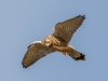 Kestrel - Dee Estuary