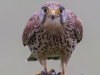 Kestrel - Yorkshire