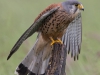 Kestrel - Yorkshire