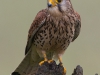 Kestrel - Yorkshire