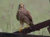 Kestrel - Yorkshire