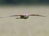 Kestrel - Yorkshire