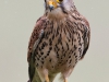 Kestrel - Yorkshire