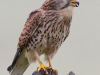 Kestrel - Yorkshire