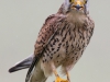 Kestrel - Yorkshire