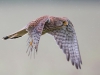 Kestrel - Yorkshire