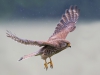 Kestrel - Yorkshire