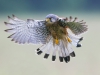 Kestrel - Yorkshire