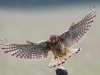 Kestrel - Yorkshire