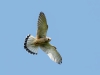 Kestrel - Lancashire