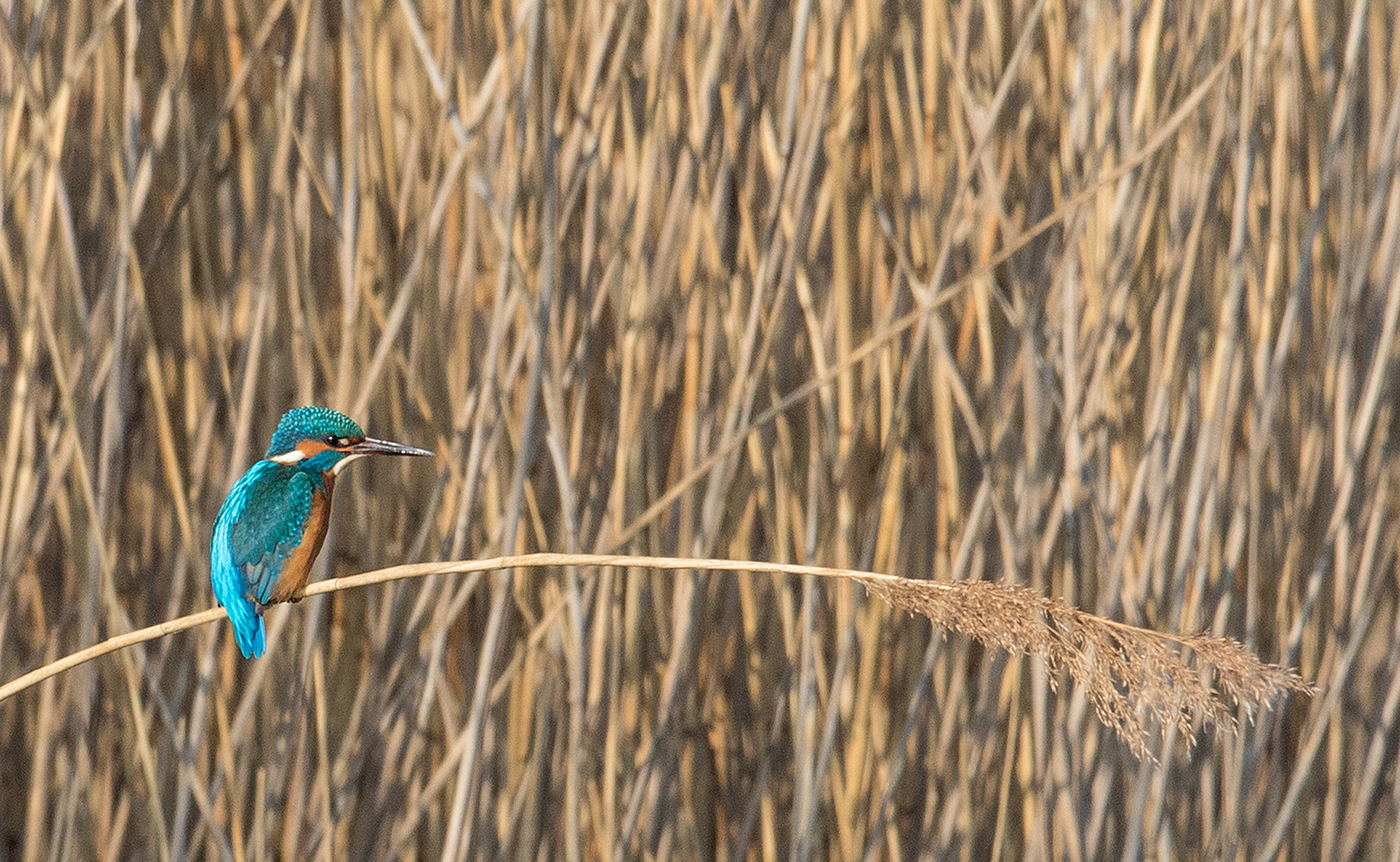 Common Kingfisher, UK