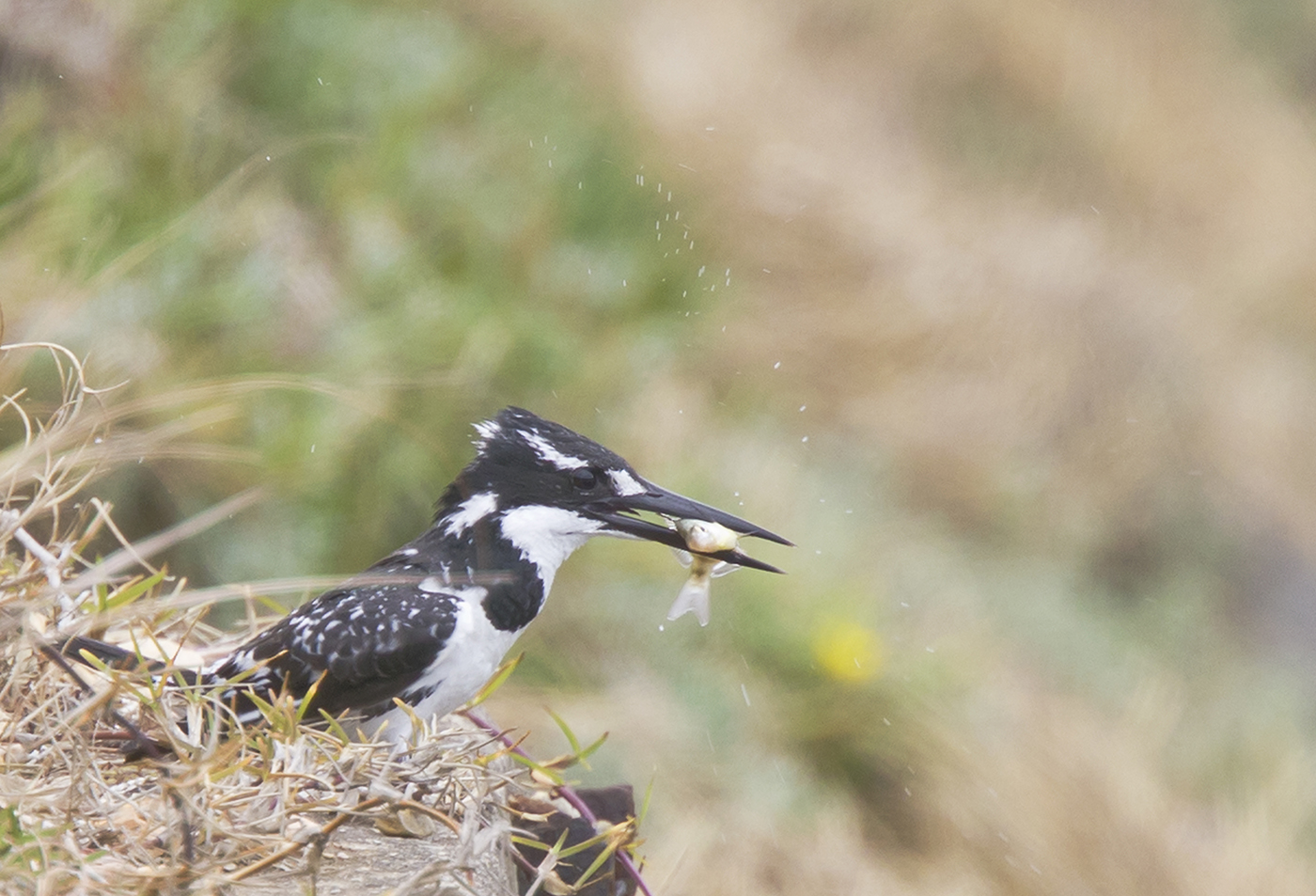 Pied Kingfisher, South Africa