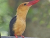 Brown-Winged Kingfisher, Thailand