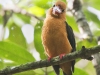 Brown-Winged Kingfisher, Thailand