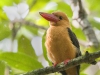 Brown-Winged Kingfisher, Thailand