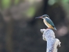 Common Kingfisher, Thailand