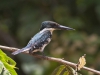 Belted Kingfisher, Costa Rica