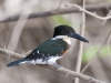 Green Kingfisher, Costa Rica