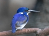 Little Kingfisher, Australia