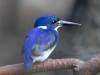 Little Kingfisher, Australia