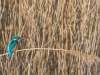 Common Kingfisher, UK