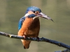 Common Kingfisher, UK