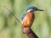 Common Kingfisher, UK