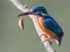 Common Kingfisher, UK