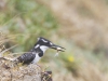 Pied Kingfisher, South Africa