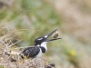 Pied Kingfisher, South Africa