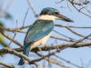 Sacred Kingfisher, Queensland Australia