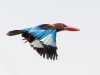 White-Throated Kingfisher, Malaysia