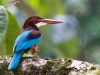 White-Throated Kingfisher, Malaysia