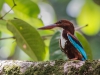 White-Throated Kingfisher, Malaysia