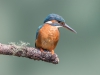 Common Kingfisher, UK