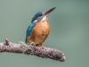 Common Kingfisher, UK