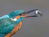 Common Kingfisher, UK