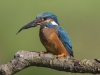 Common Kingfisher, UK