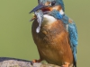 Common Kingfisher, UK