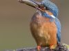 Common Kingfisher, UK