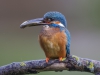 Common Kingfisher, UK