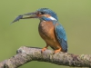 Common Kingfisher, UK