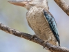 Blue-winged Kookaburra, Australia