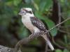 Laughing Kookaburra, Australia