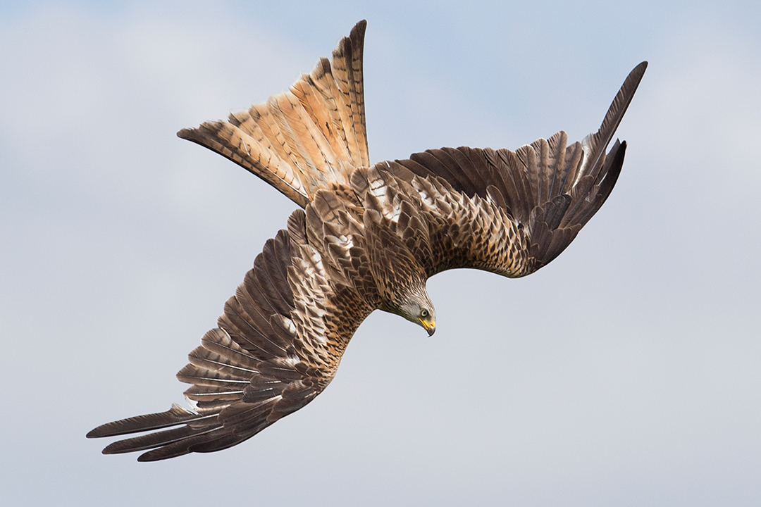 Red Kite - Wales