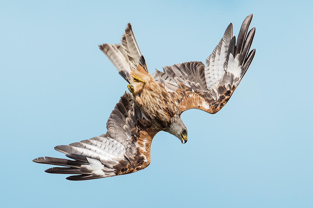 Red Kite - Wales