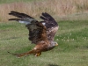 Red Kite - Wales