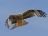 Red Kite - Wales